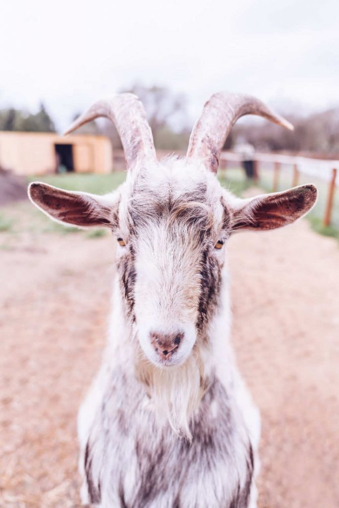 Ethical Cashmere Mere ly A Dream Or Fur fectly Possible