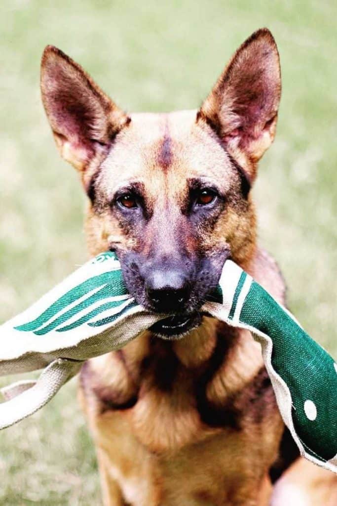 Dogs can really tug at your heartstrings. Unfortunately, they also tug a bit on the planet, too. So, to reduce our foot prints, or rather paw prints, we found some of the most eco friendly dog toys for sustainable pooches.  Image by Honest Pet Products #ecofriendlydogtoys #sustainabledogtoys #sustainablejungle