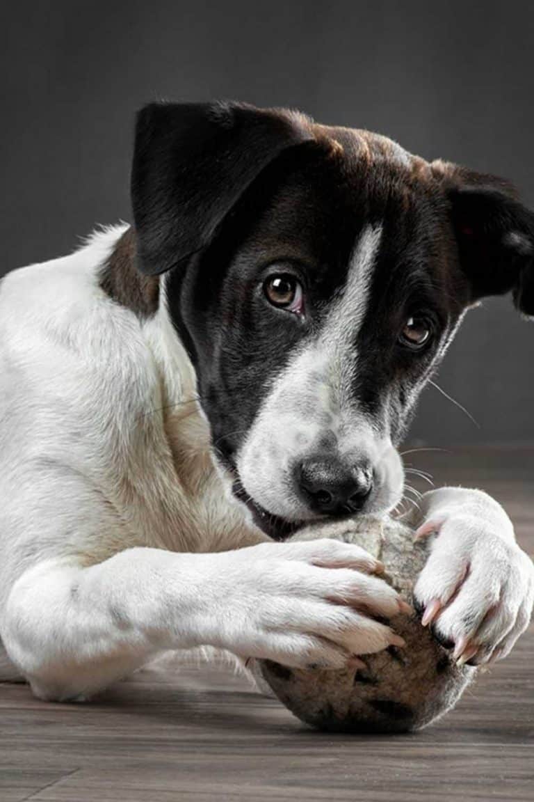 9 Eco Friendly Dog Toys That Aren't Ruff On The