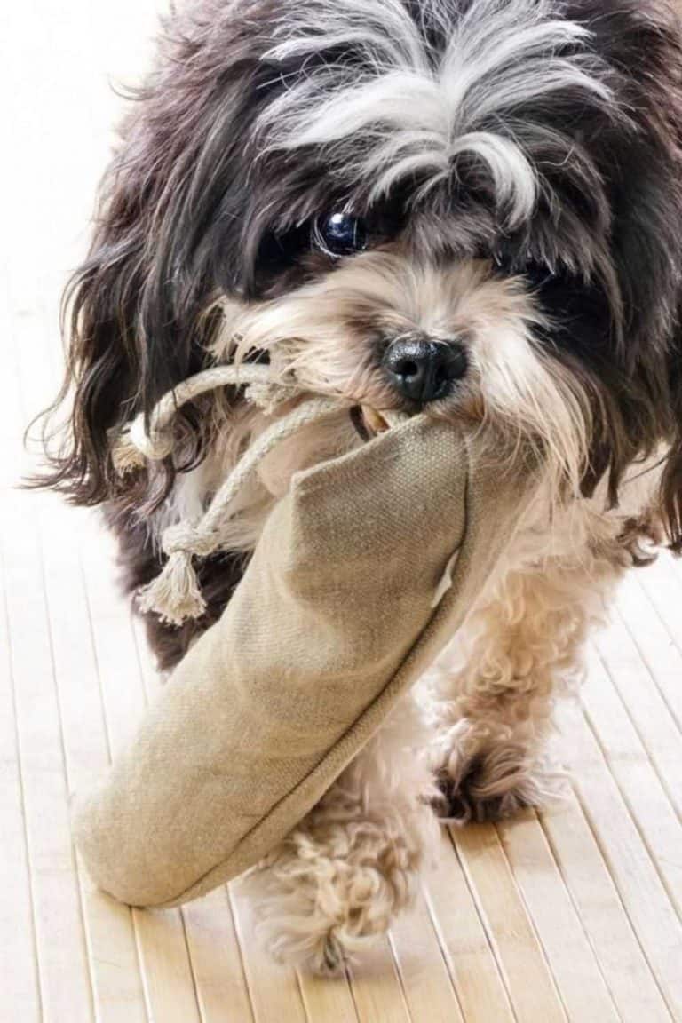 9 Eco Friendly Dog Toys That Aren't Ruff On The