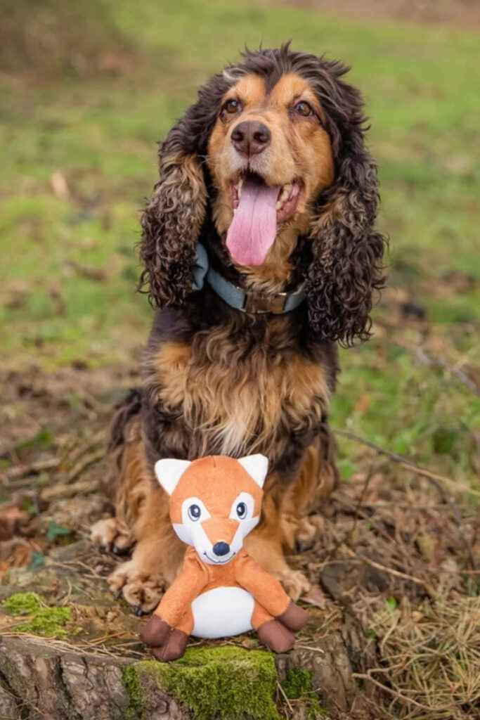 Dogs can really tug at your heartstrings. Unfortunately, they also tug a bit on the planet, too. So, to reduce our foot prints, or rather paw prints, we found some of the most eco friendly dog toys for sustainable pooches. Image by Sustainapaws #ecofriendlydogtoys #sustainabledogtoys #sustainablejungle