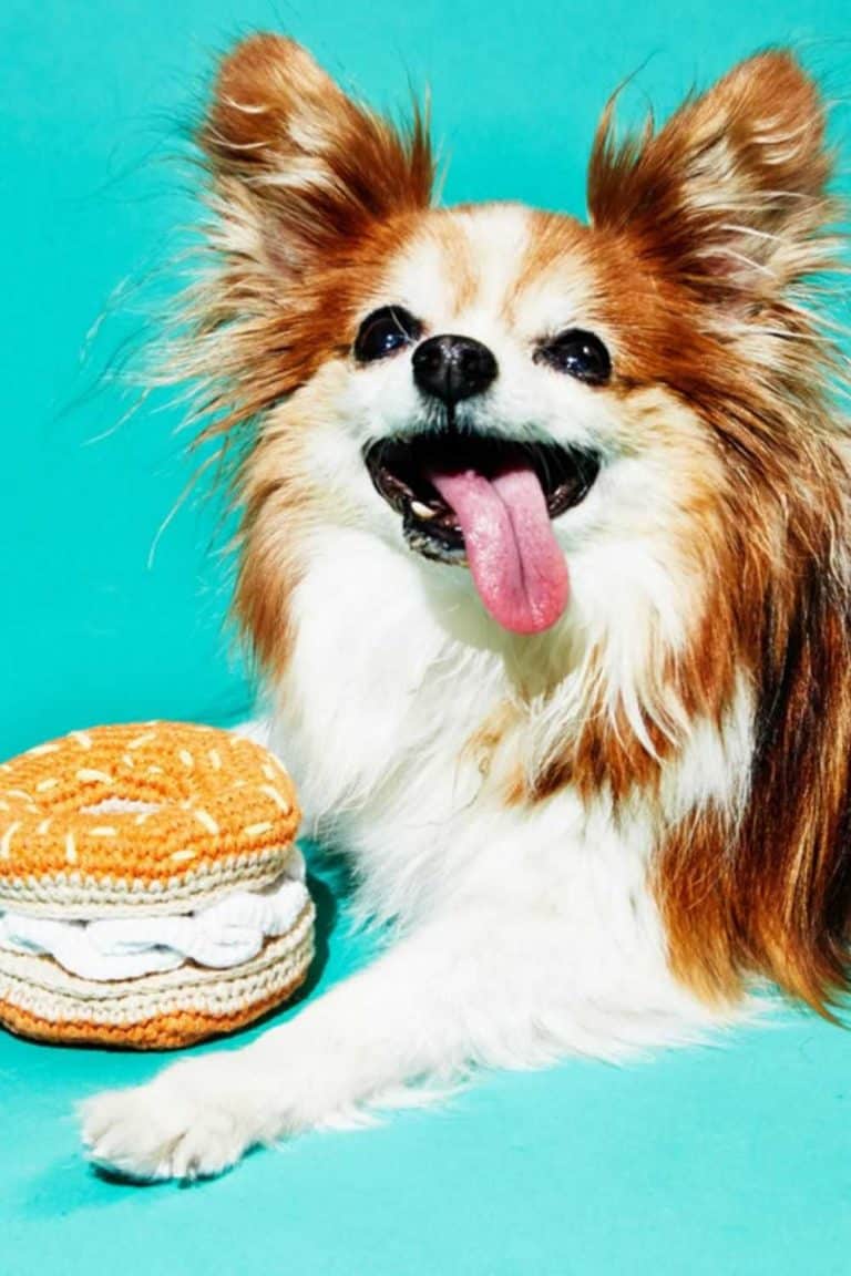 7 Eco Friendly Dog Toys That Aren't Ruff On The