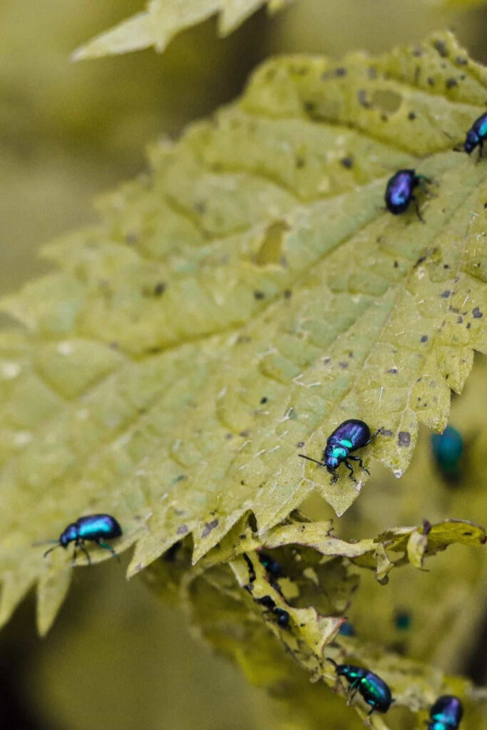 We’re either part of a thriving global ecosystem, or we’re undermining it. It’s time we learn how to increase biodiversity like our life depends on it. Image by Image by Aysenur on Unsplash #howtoincreasebiodiversity #howtoincreasebiodiversityinyourhome #sustainablejungle