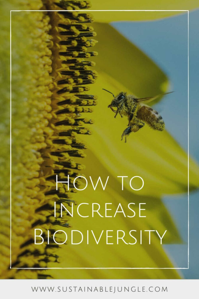 We’re either part of a thriving global ecosystem, or we’re undermining it. It’s time we learn how to increase biodiversity like our life depends on it. Image by Image by David Clode on Unsplash #howtoincreasebiodiversity #howtoincreasebiodiversityinyourhome #sustainablejungle