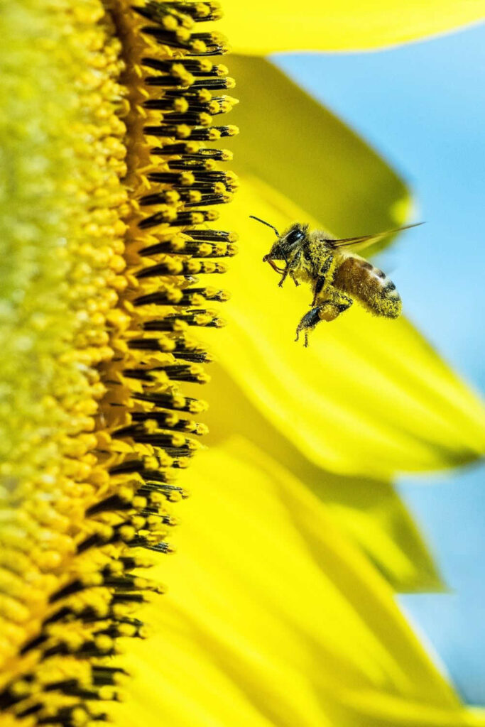 We’re either part of a thriving global ecosystem, or we’re undermining it. It’s time we learn how to increase biodiversity like our life depends on it. Image by Image by David Clode on Unsplash #howtoincreasebiodiversity #howtoincreasebiodiversityinyourhome #sustainablejungle