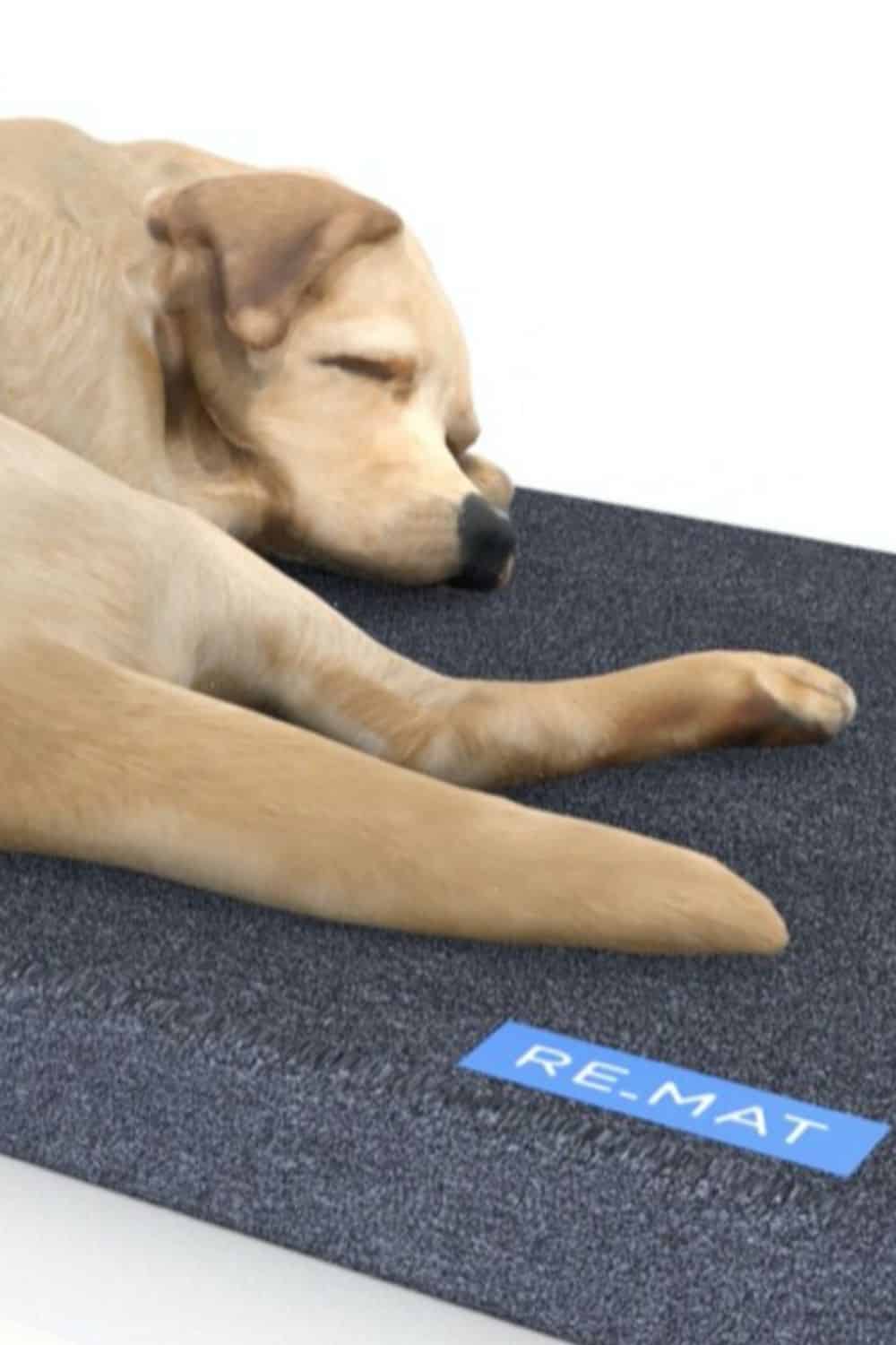 7 Doggone Sustainable & Eco Friendly Dog Beds