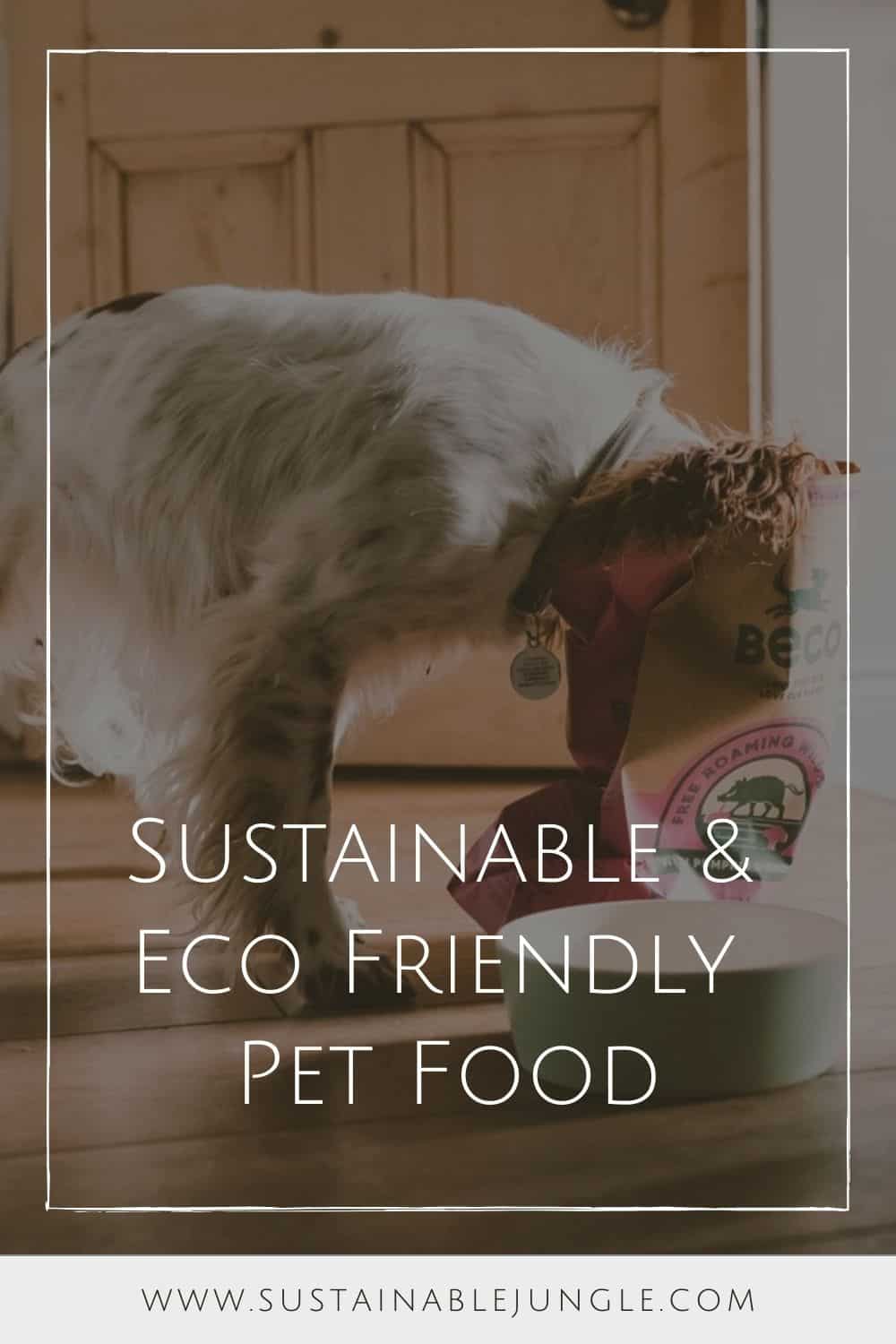 Sniff Out These 6 Eco Friendly Dog Food Brands