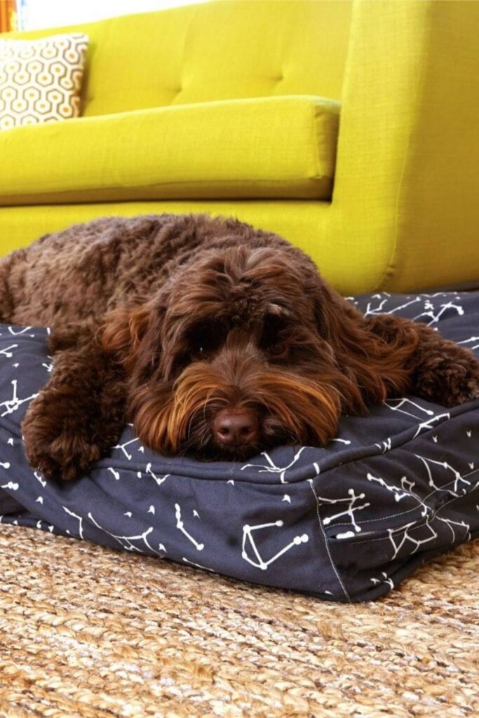 Don’t go barking up the wrong tree next time you come home to the messy fluff strewn about the house. Instead take a look at our list of eco friendly dog beds... Image by Molly Mutt #ecofriendlydogbeds #sustainable jungle