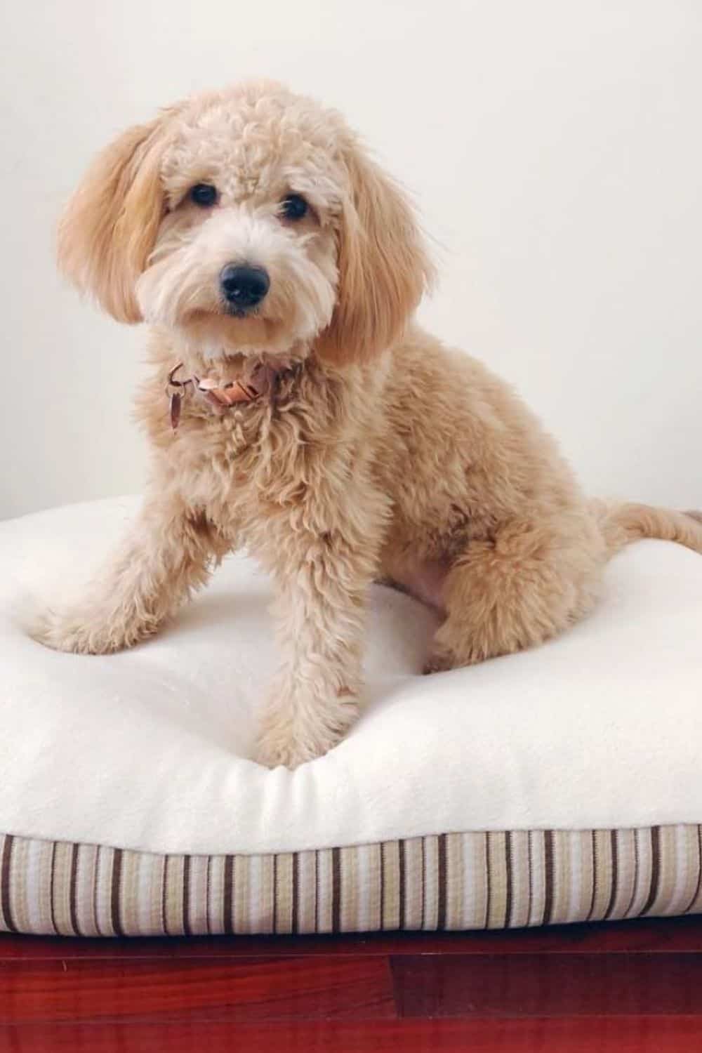 7 Doggone Sustainable & Eco Friendly Dog Beds