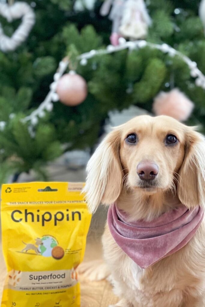 Attention all conscious pet owners: you can help change the world, one sustainable kibble at a time with these eco friendly dog food options.  Image by Chippin #ecofriendlydogfood #sustainabledogfood #sustainablejungle