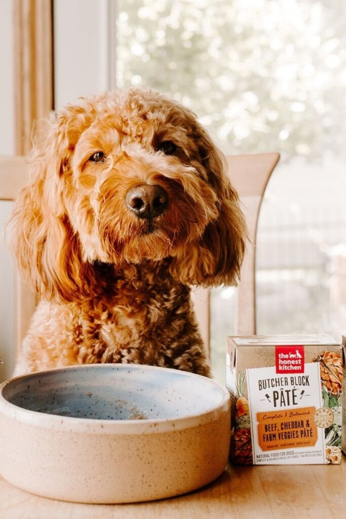 Attention all conscious pet owners: you can help change the world, one sustainable kibble at a time with these eco friendly dog food options.  Image by The Honest Kitchen #ecofriendlypdogfood #sustainabledogfood #sustainablejungle