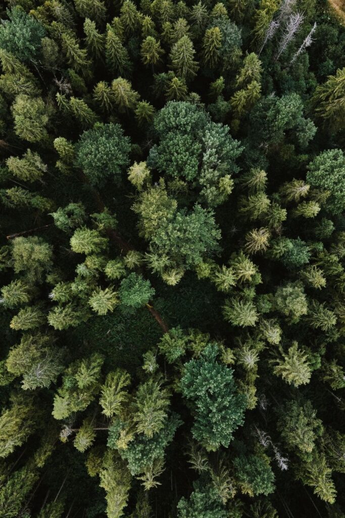 We’ve taken a deep dive into the world of offsets, uncovering the best carbon offset providers that will legitimately reduce your footprint. Photo by Olena Sergienko on Unsplash #bestcarbonoffsetprograms #bestcarbonoffsetproviders #sustainablejungle