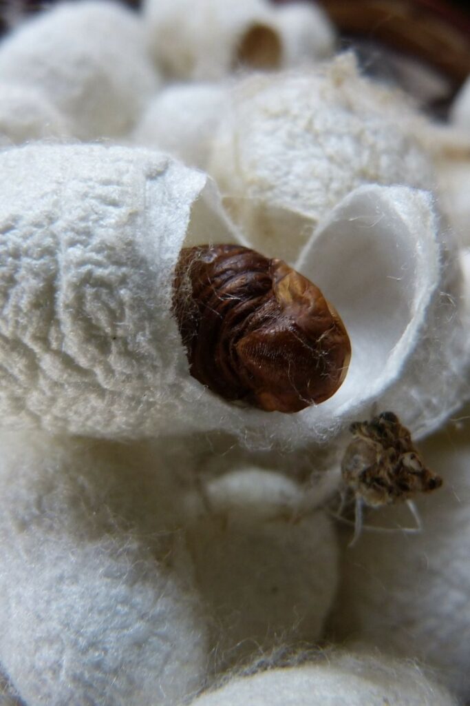 Peace silk online