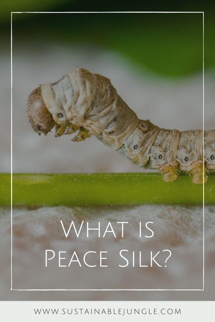 What is peace silk and where does it fit into the sustainable and ethical fashion conversation? Image by Paolo Zerbato from Pixabay #peacesilk #sustainablejungle