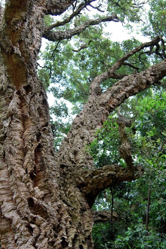 What is cork fabric? Now we’re turning to trees, some of our favorite textile producers, to explore cork and its sustainable merit Image by Ben Kerckx from Pixabay #whatiscorkfabric #sustainablejungle
