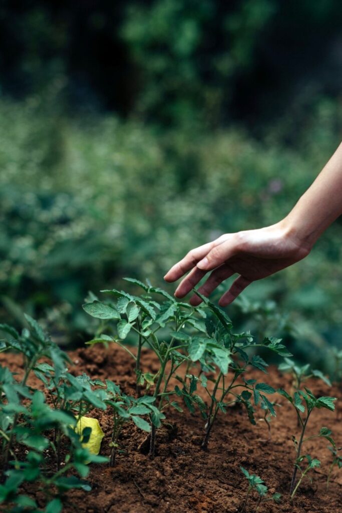 You’re probably wondering, what is regenerative agriculture? The short answer is that it’s a way to produce food and fibers by working with nature. Photo by Lawrence Aritao on Unsplash #regenerativeagriculture #sustainablefashion #sustainablejungle