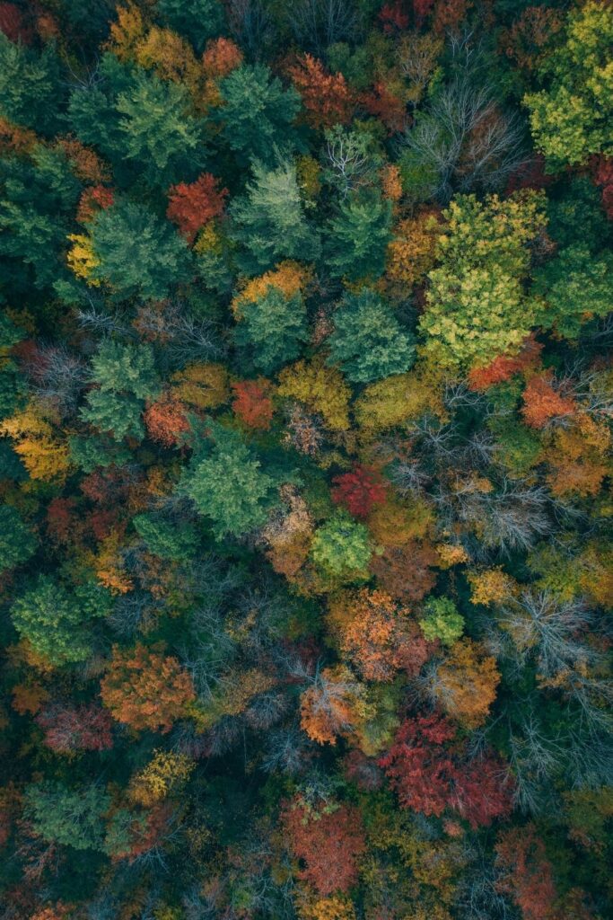 Think your city is one of the greenest cities in the US? These concrete jungles go to show that cities the world over… Image by Martin Sanchez via Unsplash #greenestcitiesintheUS #whatarethegreenestcitiesintheUS #greenestbigcitiesintheUS #topgreenestcitiesintheUS #greenestcityinAmerica #mostsustainablecitiesintheUS #mostenvironmentallysustainablecitiesintheUS #mostecofriendlycitiesintheUS #sustainablejungle