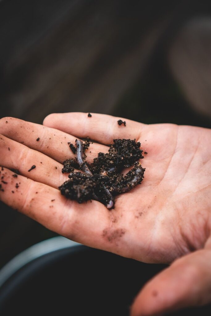 Need a little compost inspo? we’ve (de)composed this list of composting facts that will put you in the mood for composting food… Image by Jonathan Kemper via Unsplash #compostingfacts #funfactsaboutcomposting #interestingfactsaboutcomposting #importantfactsaboutcomposting #coolfactsaboutcomposting #compostingfactsforkids #sustainablejungle