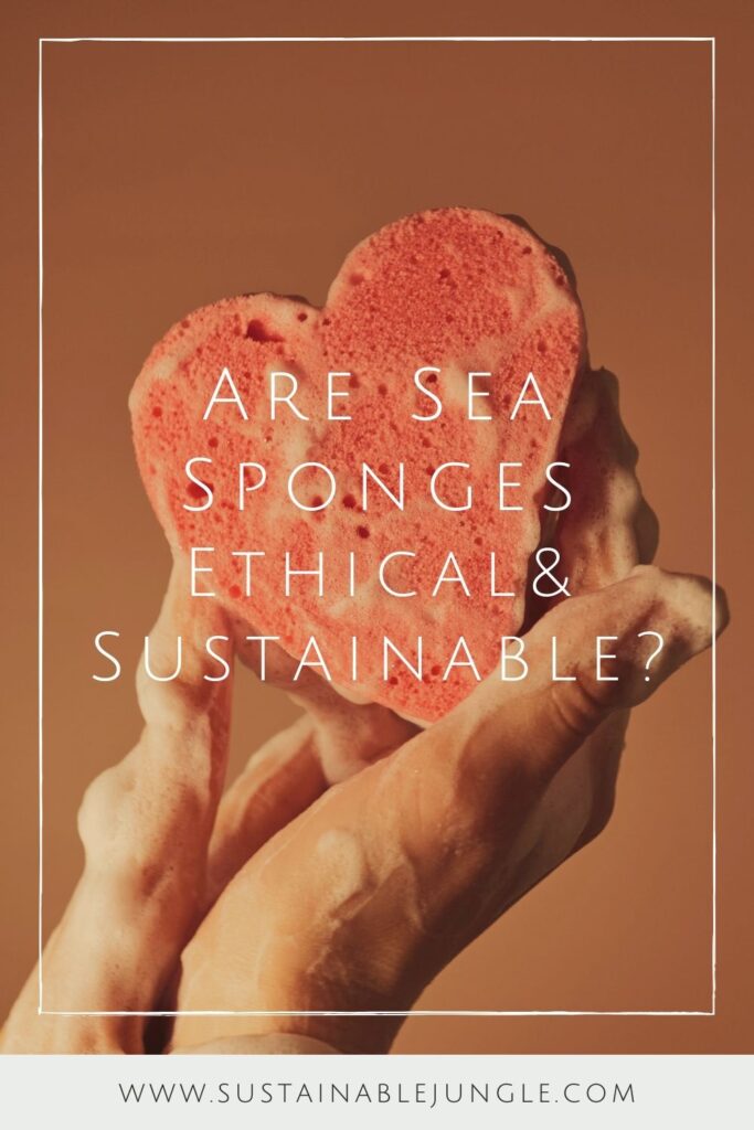 To really understand the nuanced answer to the question “are sea sponges sustainable?”, it’s important to first understand that sea sponges are actually animals. Sea-riously! Image by Victoria Alexandrova via Unsplash #areseaspongesethical #sustainablejungle
