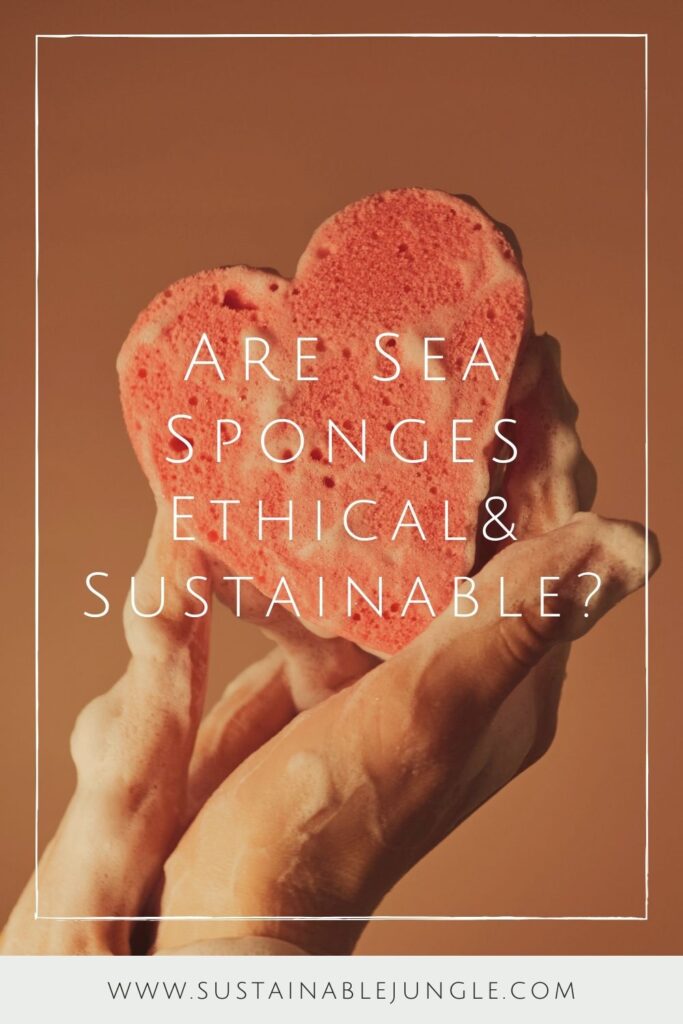 Natural Sponges 3 to 4 Toxin-Free