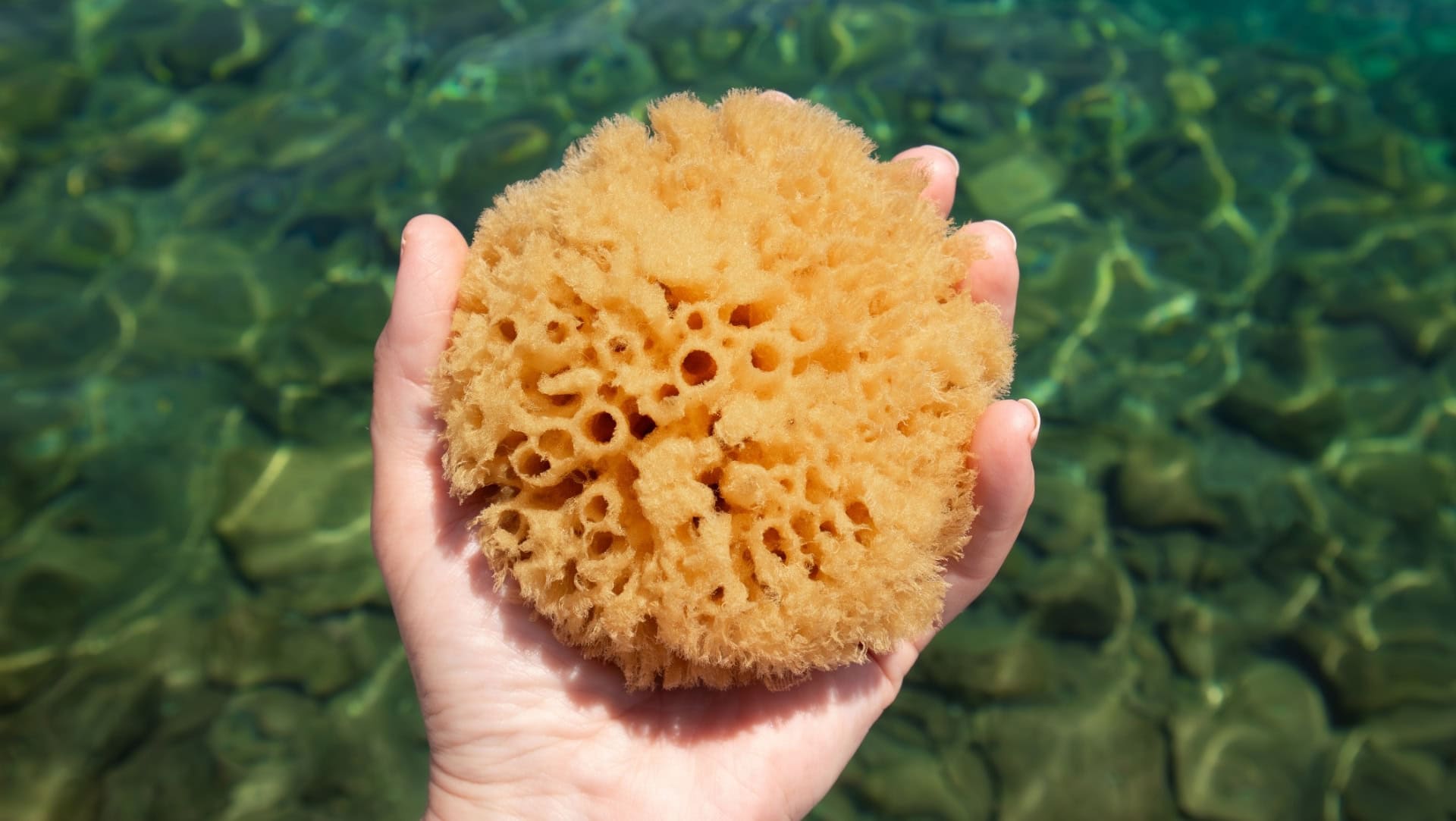 Image by FotoHelin (are-sea-sponges-sustainable-ethical)