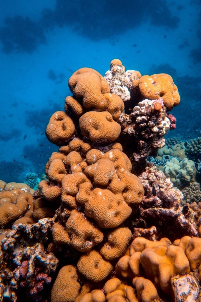 Individual Natural Sea Sponge