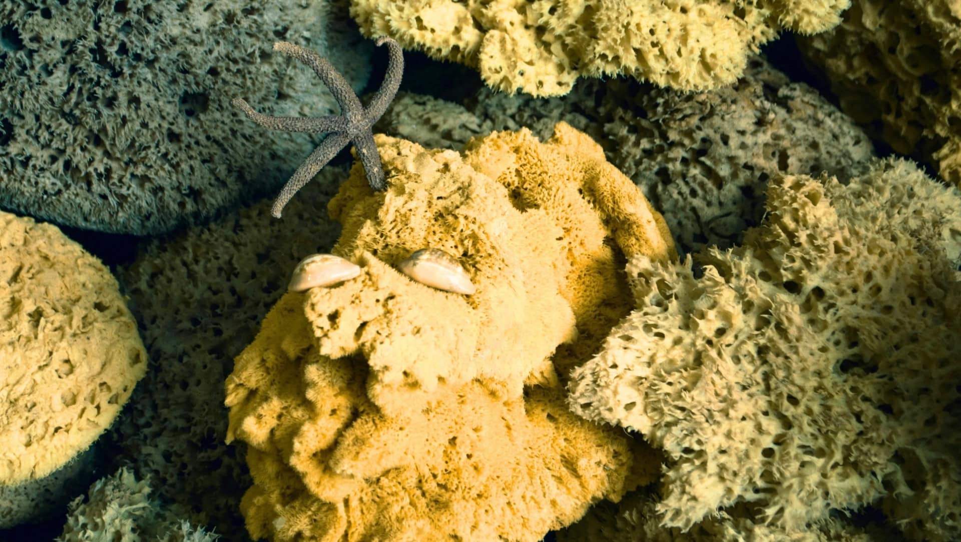 Image by nadhem benmbarek (are-sea-sponges-sustainable-ethical)