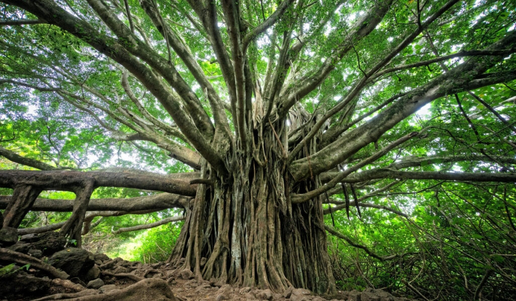 Wondering how to invest in carbon credits (or if you even should)? You’re in good company. Along with carbon offset programs, carbon credits are a hot topic. Image by Brandon Green via Unsplash #howtoinvestincarboncredits #carboncredits #carbontrading #sustainablejungle