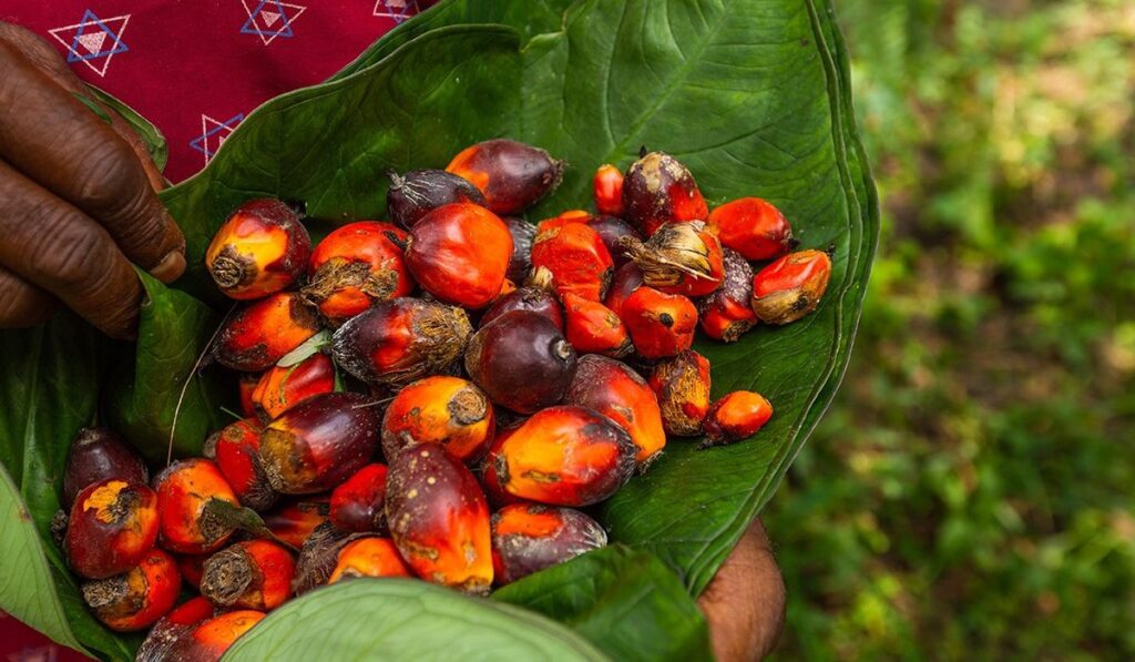 While palm oil itself is a translucent, brilliant orange-red color, its ethics are gray. For years, the world believed that palm oil production was… Image by Roundtable on Sustainable Palm Oil (RSPO) #palmoilfree #ispalmoilsustainable #sustainablejungle