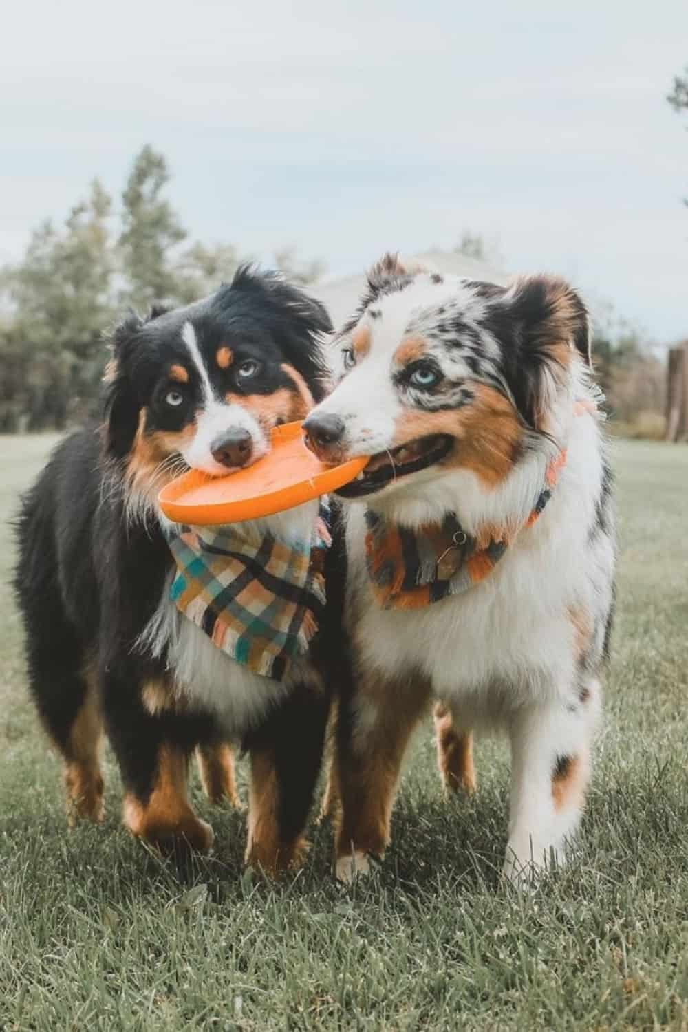 Dogs can really tug at your heartstrings. Unfortunately, they also tug a bit on the planet, too. So, to reduce our foot prints, or rather paw prints, we found some of the most eco friendly dog toys for sustainable pooches. Image by West Paw #ecofriendlydogtoys #sustainabledogtoys #sustainablejungle