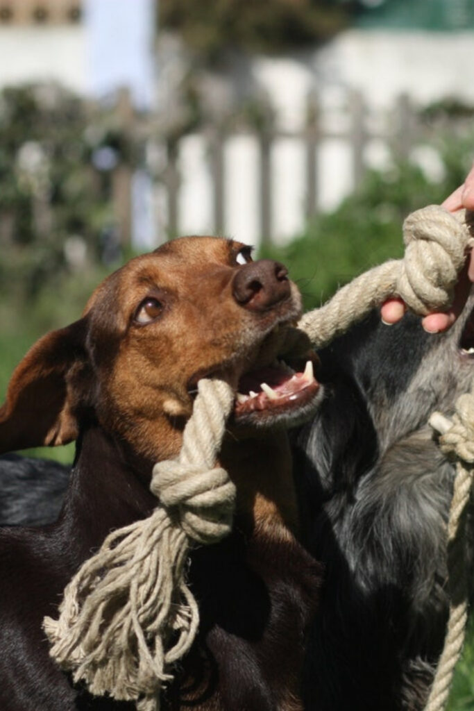 Dogs can really tug at your heartstrings. Unfortunately, they also tug a bit on the planet, too. So, to reduce our foot prints, or rather paw prints, we found some of the most eco friendly dog toys for sustainable pooches.  Image by Pawesome Pet Toys #ecofriendlydogtoys #sustainabledogtoys #sustainablejungle