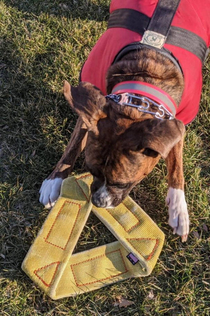 Dogs can really tug at your heartstrings. Unfortunately, they also tug a bit on the planet, too. So, to reduce our foot prints, or rather paw prints, we found some of the most eco friendly dog toys for sustainable pooches.  Image by Tug and Go #ecofriendlydogtoys #sustainabledogtoys #sustainablejungle