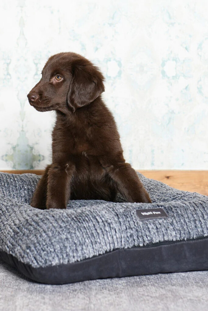 Don’t go barking up the wrong tree next time you come home to the messy fluff strewn about the house. Instead take a look at our list of eco friendly dog beds... Image by West Paw #ecofriendlydogbeds #sustainable jungle