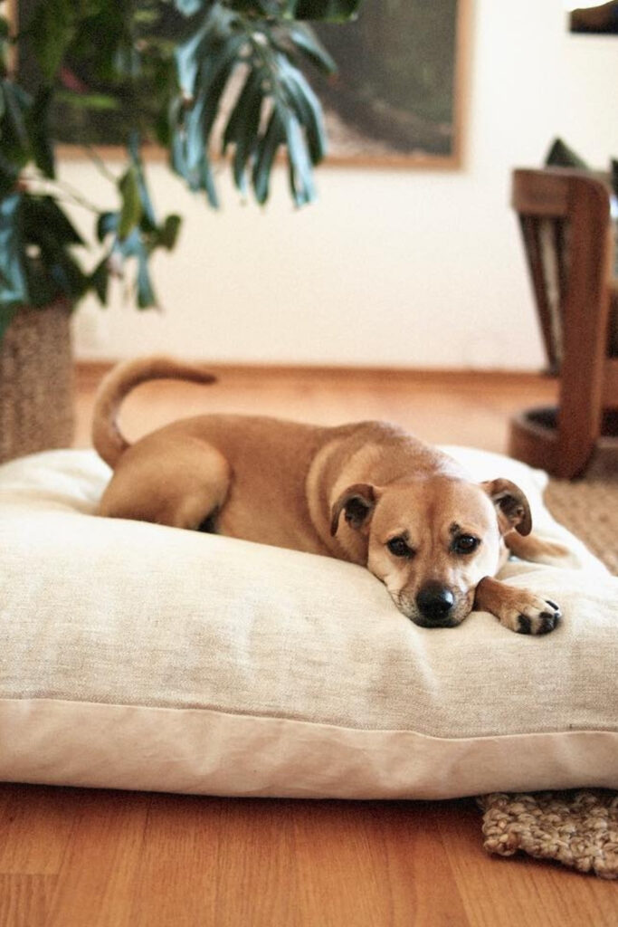 Don’t go barking up the wrong tree next time you come home to the messy fluff strewn about the house. Instead take a look at our list of eco friendly dog beds... Image by All Walks #ecofriendlydogbeds #sustainable jungle