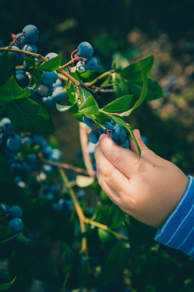 To take a bite out of inequality, health crises, climate change, and ecological destruction, we need sustainable food systems. Let’s take a look at how these better systems work and why they’re so important. Image by Markus Spiske via Unsplash #sustainablefoodsystems #sustainablefood #sustainablejungle