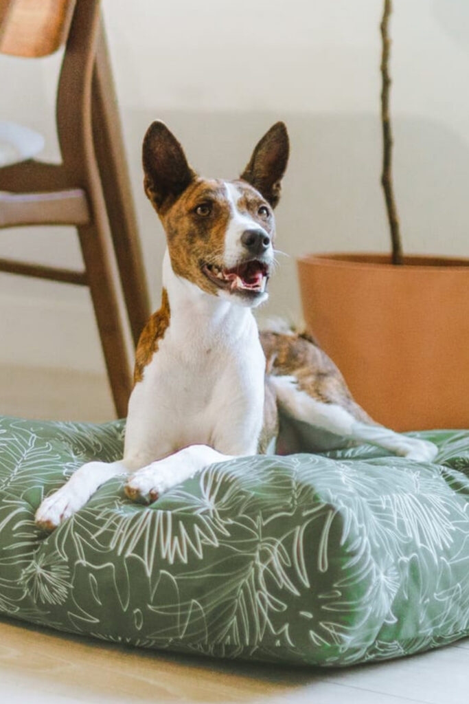 9 Eco Friendly Dog Beds Your Sustainable Pooch Will Love