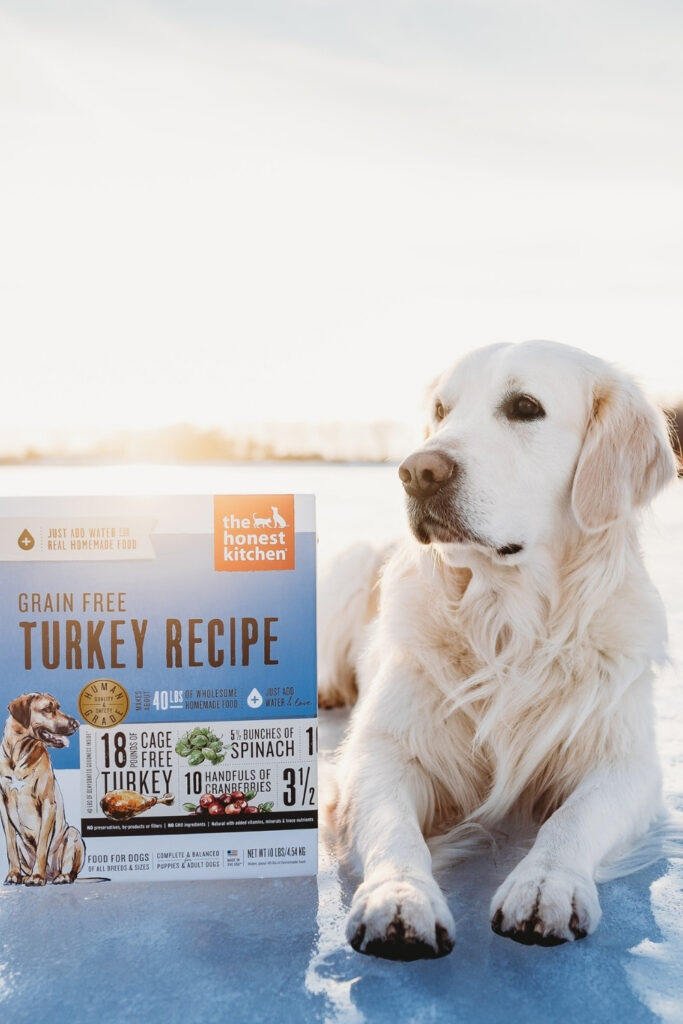 Attention all conscious pet owners: you can help change the world, one sustainable kibble at a time with these eco friendly dog food options. Image by The Honest Kitchen #ecofriendlydogfood #sustainabledogfood #sustainablejungle