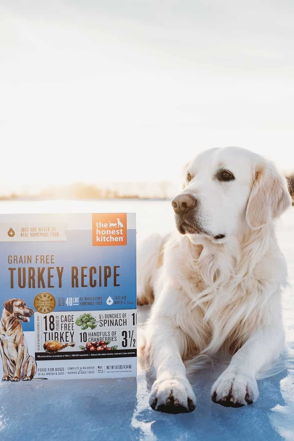 9 Sustainable Dog Food Brands Making Every Bowl Eco Friendly