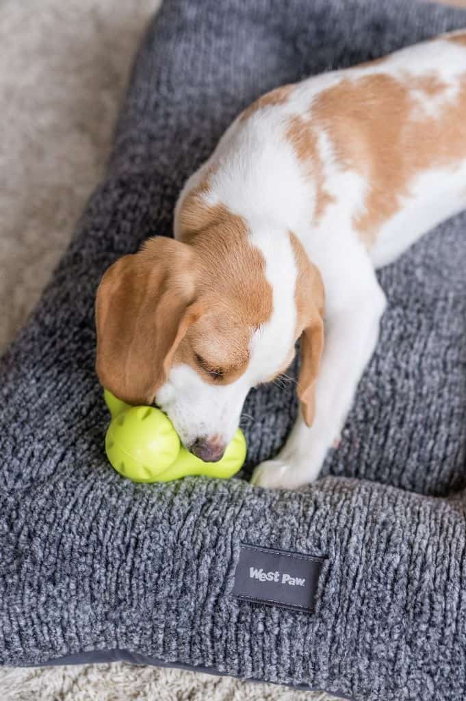 Don’t go barking up the wrong tree next time you come home to the messy fluff strewn about the house. Instead take a look at our list of eco friendly dog beds... Image by West Paw #ecofriendlydogbeds #sustainable jungle