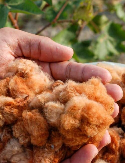 Why Organic Cotton: Exploring Regular Cotton Vs Organic Cotton Image by cacio murilo de vasconcelos via Getty Images on Canva Pro #cottonvsorganiccotton #organiccottonvscotton #convetionalcottonvsorganiccotton #bcicottonvsorganiccotton #sustainablejungle