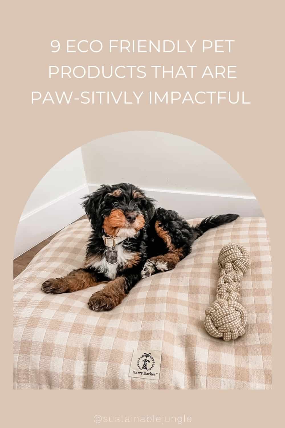9 Eco Friendly Pet Products That Are Paw-sitivly Impactful #ecofriendlypetproducts #bestecofriendlypetproducts #ecofriendlypetcleaningproducts #ecofriendlypetproductbrands #sustainablepetproducts #bestsustainablepetproducts #sustainabledogproducts #ecofriendlydogproducts #sustainablejungle Image by Harry Barker
