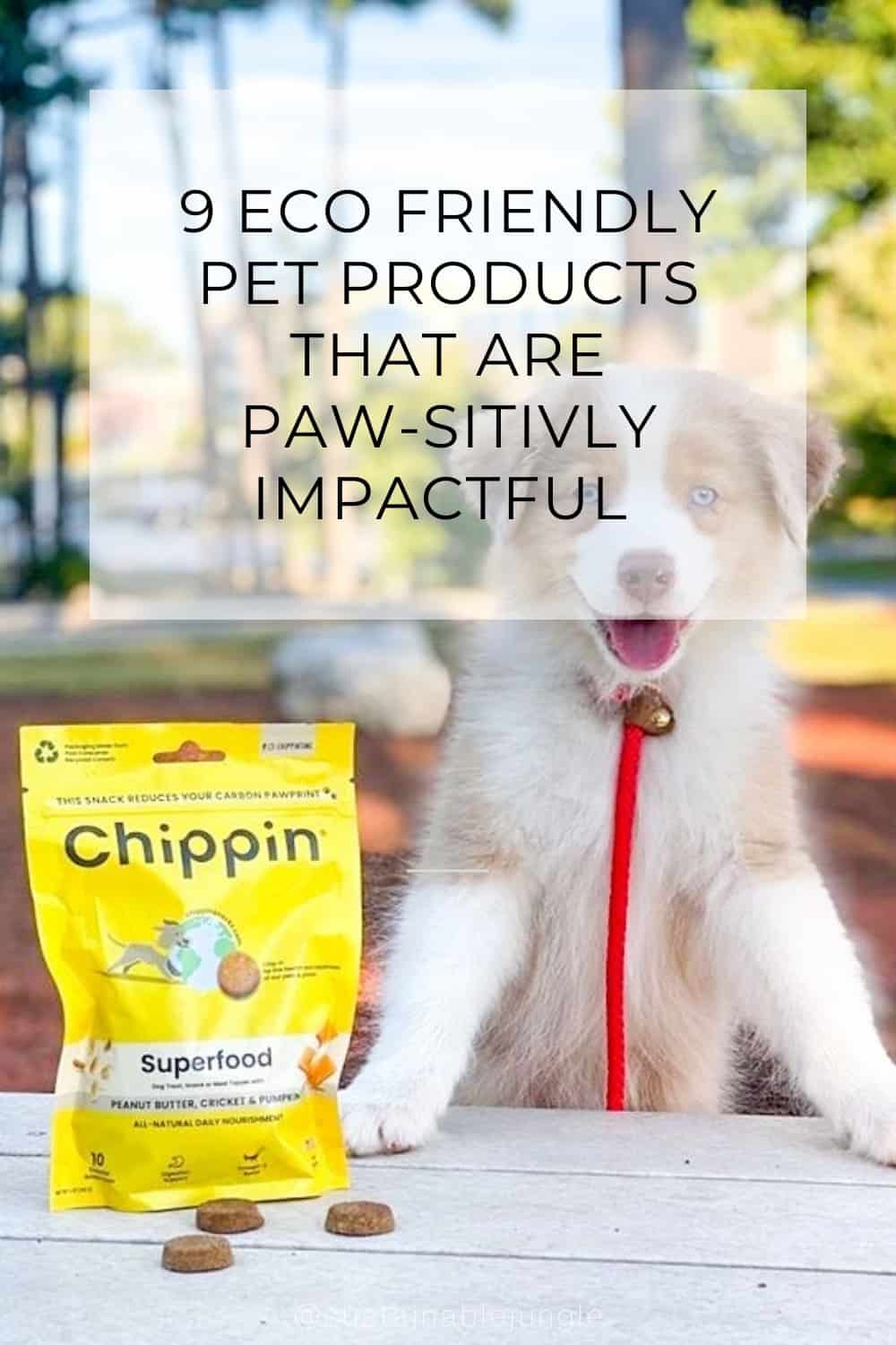 9 Eco Friendly Pet Products That Are Paw-sitivly Impactful #ecofriendlypetproducts #bestecofriendlypetproducts #ecofriendlypetcleaningproducts #ecofriendlypetproductbrands #sustainablepetproducts #bestsustainablepetproducts #sustainabledogproducts #ecofriendlydogproducts #sustainablejungle Image by Chippin