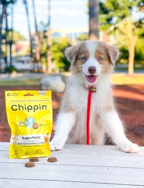 9 Eco Friendly Pet Products That Are Paw-sitivly Impactful #ecofriendlypetproducts #bestecofriendlypetproducts #ecofriendlypetcleaningproducts #ecofriendlypetproductbrands #sustainablepetproducts #bestsustainablepetproducts #sustainabledogproducts #ecofriendlydogproducts #sustainablejungle Image by Chippin