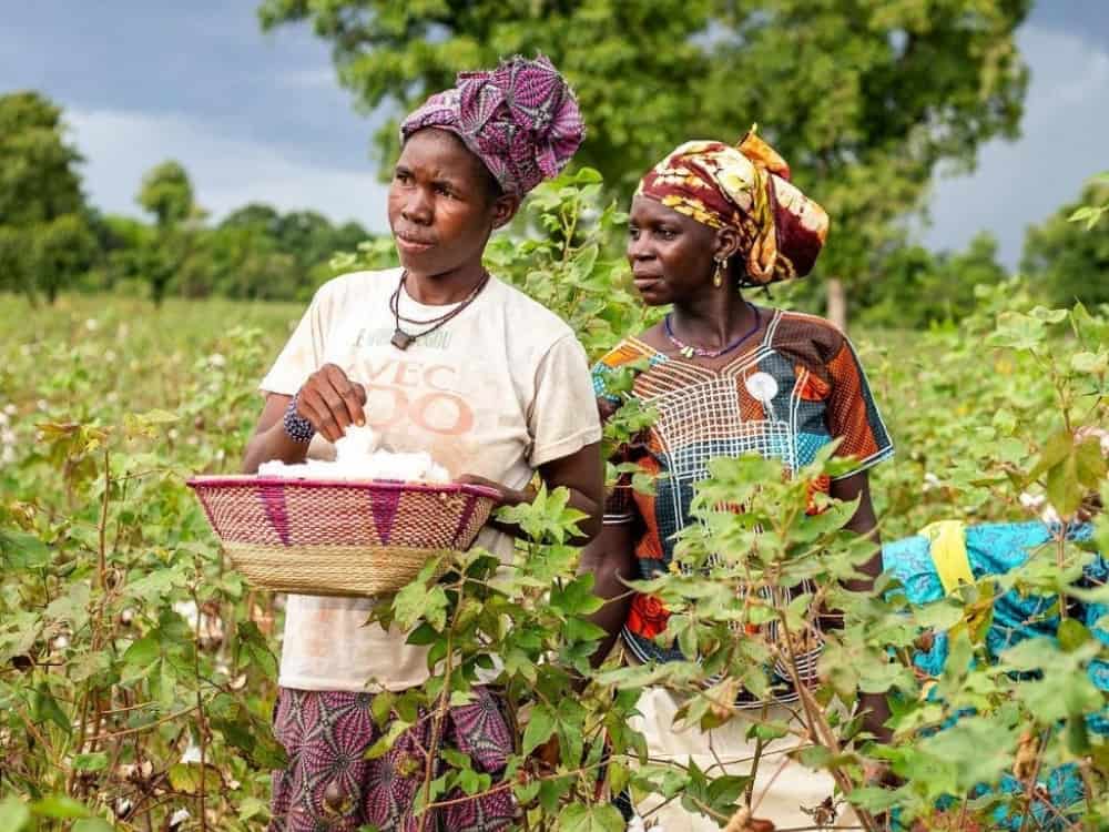 What Is BCI Cotton & How Sustainable Is It? #whatisbcicotton #whatisthebcicottonstandard #isbcicottonsustainable #isbcicottonethical #howsustainableisbcicotton #howethicalisbcicotton #bcicottonvsorganiccotton #sustainablejungle Image by Better Cotton