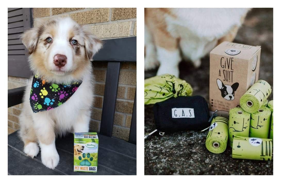9 Eco Friendly Pet Products That Are Paw Sitivly Impactful