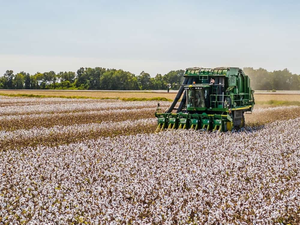 What Is BCI Cotton & How Sustainable Is It? #whatisbcicotton #whatisthebcicottonstandard #isbcicottonsustainable #isbcicottonethical #howsustainableisbcicotton #howethicalisbcicotton #bcicottonvsorganiccotton #sustainablejungle Image by Karl Wiggers via Unsplash