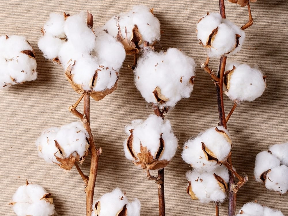 What Is BCI Cotton & How Sustainable Is It? #whatisbcicotton #whatisthebcicottonstandard #isbcicottonsustainable #isbcicottonethical #howsustainableisbcicotton #howethicalisbcicotton #bcicottonvsorganiccotton #sustainablejungle Image by Roman Larin via Getty Images on Canva Pro