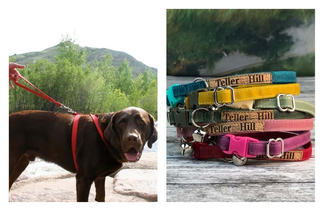 9 Eco Friendly Pet Products That Are Paw-sitivly Impactful #ecofriendlypetproducts #bestecofriendlypetproducts #ecofriendlypetcleaningproducts #ecofriendlypetproductbrands #sustainablepetproducts #bestsustainablepetproducts #sustainabledogproducts #ecofriendlydogproducts #sustainablejungle Images by The Good Dog Company and Teller Hill