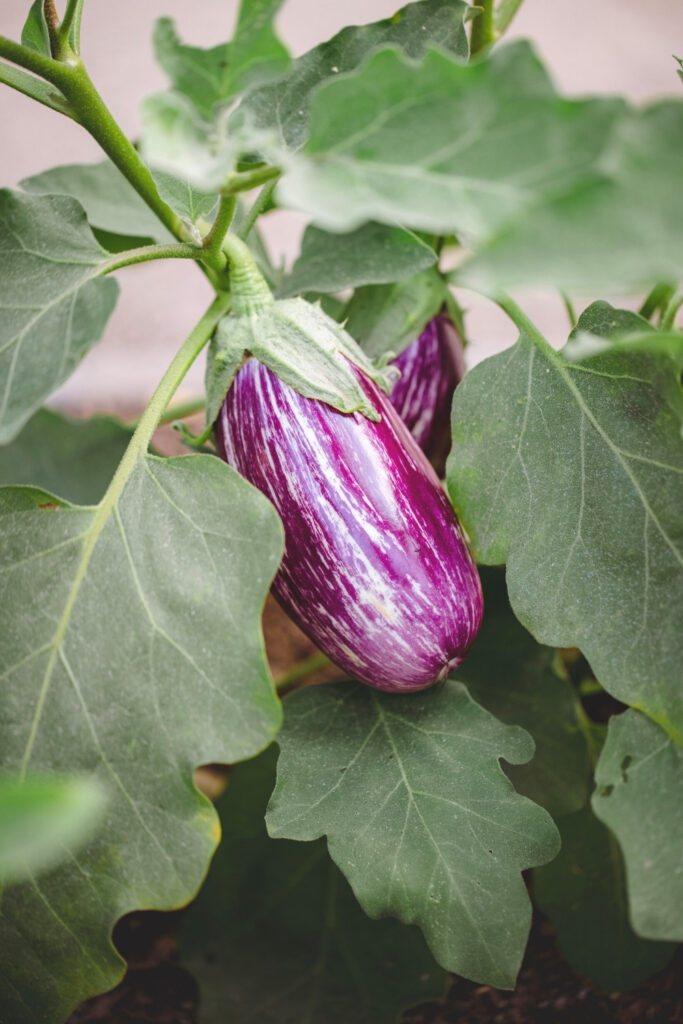 Hungry for the most planet-positive plate but not sure what foods are sustainable? You can satisfy our planet’s cravings (and your own) by asking... Image by Jason Leung via Unsplash #whatfoodsaresustainable? #whatfoodsarethemostsustainable? #whataresomesustainablefoods? #whataretheleastsustainablefoods? #ecofriendlyfood #mostecofriendlyfoods #sustainablejungle