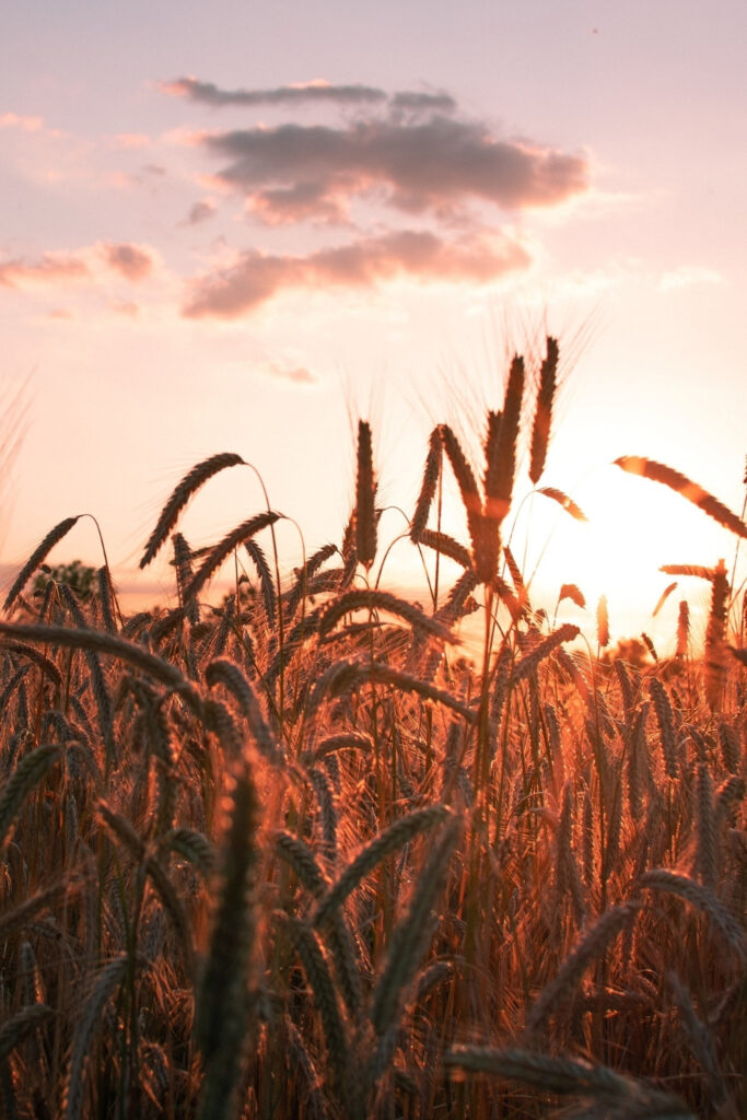 Hungry for the most planet-positive plate but not sure what foods are sustainable? You can satisfy our planet’s cravings (and your own) by asking... Image by Nadine Redlich via Unsplash #whatfoodsaresustainable? #whatfoodsarethemostsustainable? #whataresomesustainablefoods? #whataretheleastsustainablefoods? #ecofriendlyfood #mostecofriendlyfoods #sustainablejungle